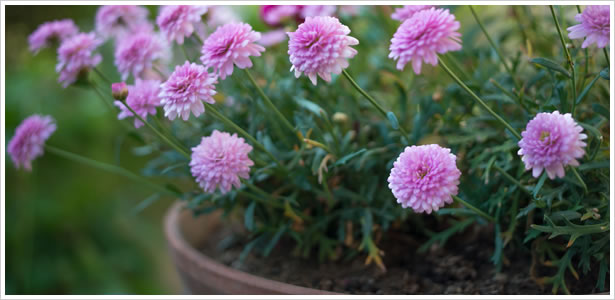 あなたの植物の育て方でとある恋願望がわかる心理テスト