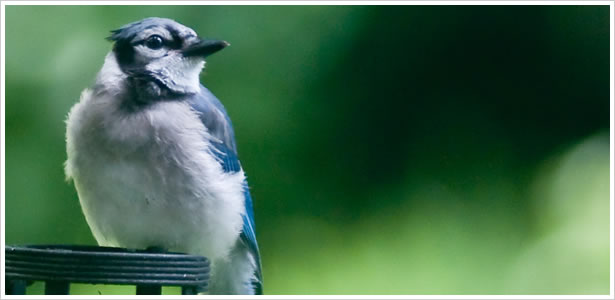 撃ち落とした鳥が命の変わりにくれる物であなたの相手の心の読み度がわかる心理テスト